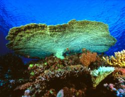 Giant Table Coral, Fiji (Nikon F4, 18mm/3.5, Aquatica hou... by Andrew Dawson 